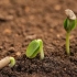 Kako izračunati razdoblje klijanja sjemena